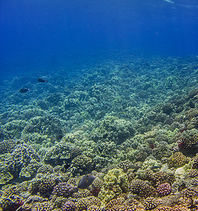 活珊瑚礁生态海洋旅行生物学潜水员旅游热带动物群潜水植物群背景图片