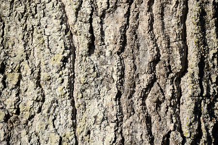 Oak 树树木盒为背景特写树干木材植物橡木森林硬木背景图片