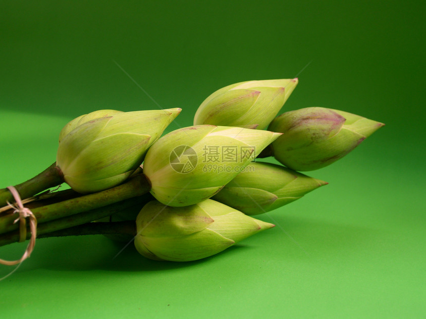 莲花的图像花园味道传统公园花瓣香气娱乐荷花植物墙纸图片