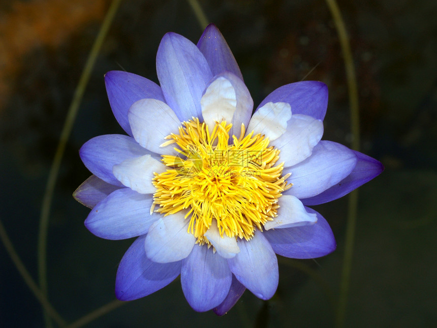 莲花的图像公园荷花娱乐水池墙纸味道花瓣植物香气池塘图片