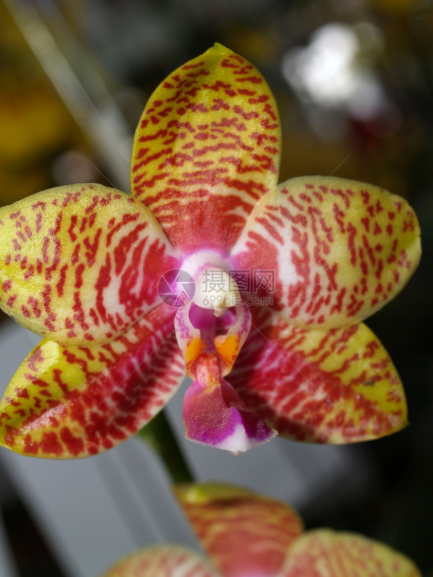 收集兰花花热带剪辑植物学植物红色粉色黄色白色生长活力图片