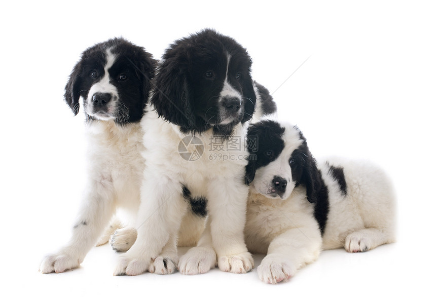 陆上采地小狗团体地主黑色工作室动物白色宠物犬类图片