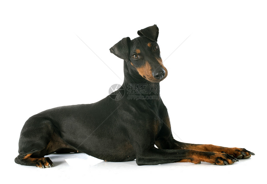 曼彻斯特三角洲猎犬动物特梗犬类宠物工作室黑色图片