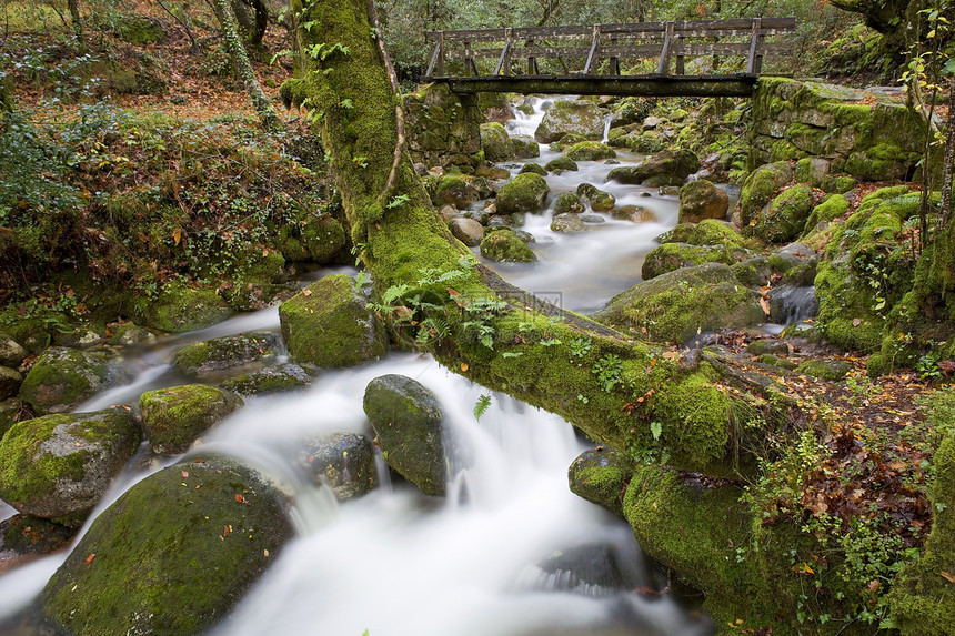 秋天环境叶子下雨生活树木流动岩石植被跑步石头图片