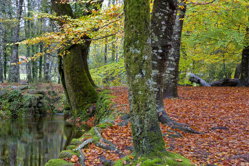 秋天运动起源瀑布植物环境下雨生活岩石植被石头图片