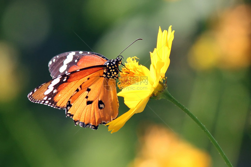 美丽的蝴蝶漏洞野生动物公园天空飞行生物学植物学行动动物天线图片