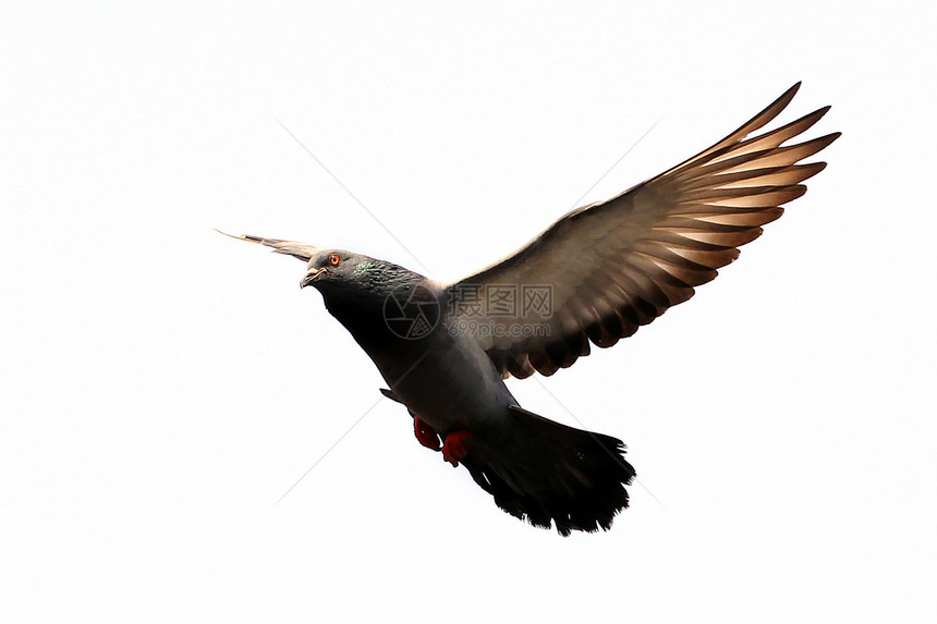 飞鸽动物象征翅膀鸟群自由宠物羽毛飞行白色行动图片