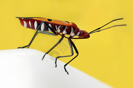 臭臭虫椿象天空生物学森林场地公园天线盾虫漏洞行动高清图片