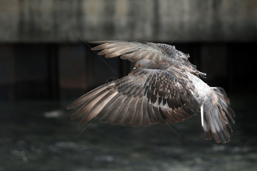 自然飞鸽子动物羽毛自由宠物象征海鸟天空水鸟翅膀荒野图片