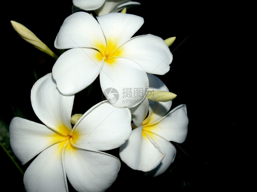 选择各种彩色花朵的自然性质雏菊宏观收藏大丽花紫色鸢尾花橙子植物牵牛花花瓣图片