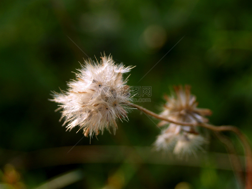 选择各种彩色花朵的自然性质百合菊花宏观紫色团体宇宙雏菊兰花大丽花橙子图片