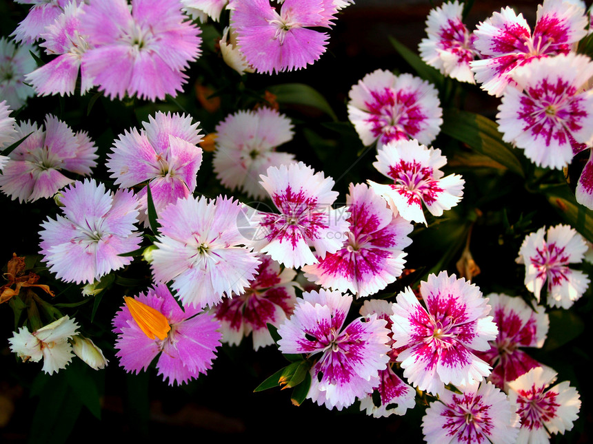 选择各种彩色花朵的自然性质兰花菊花宏观团体橙子宇宙收藏植物学玫瑰紫色图片
