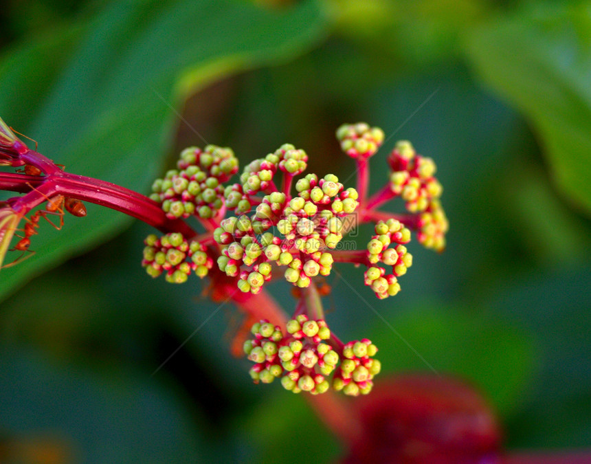 选择各种彩色花朵的自然性质百合植物学大丽花兰花鸢尾花团体菊花宇宙橙子雏菊图片
