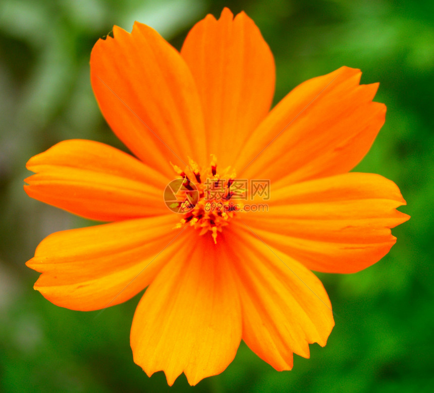 选择各种彩色花朵的自然性质菊花收藏百合团体橙子紫色鸢尾花花瓣玫瑰宇宙图片