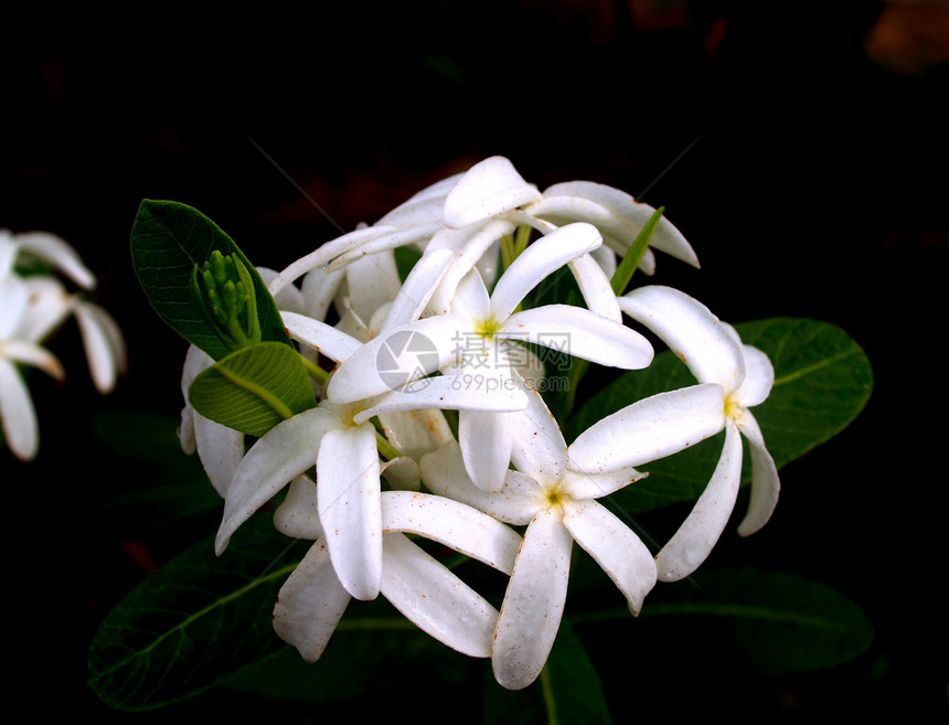 选择各种彩色花朵的自然性质橙子宇宙紫色雏菊兰花大丽花植物学鸢尾花玫瑰团体图片