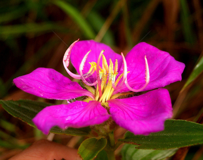 选择各种彩色花朵的自然性质玫瑰紫色橙子雏菊宇宙植物菊花花瓣大丽花团体图片