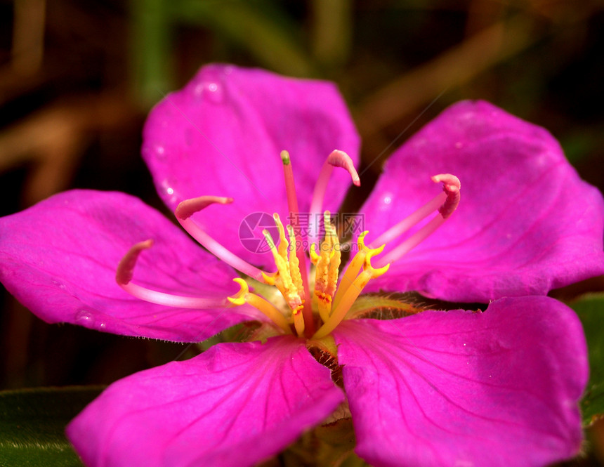 选择各种彩色花朵的自然性质牵牛花玫瑰雏菊收藏大丽花橙子兰花百合植物学紫色图片