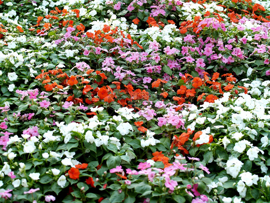 选择各种彩色花朵的自然性质百合宇宙兰花橙子宏观雏菊牵牛花团体植物学菊花图片
