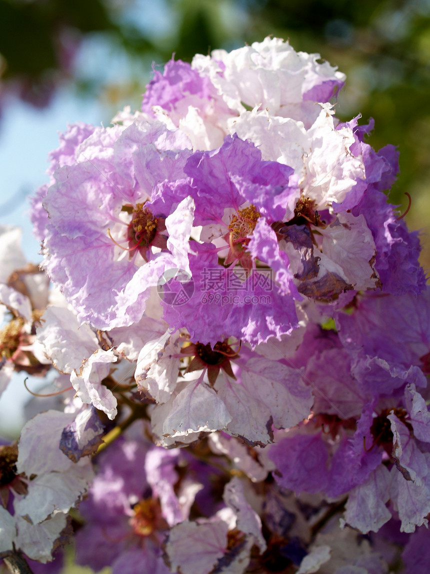 选择各种彩色花朵的自然性质大丽花雏菊鸢尾花紫色牵牛花植物学百合植物宇宙花瓣图片