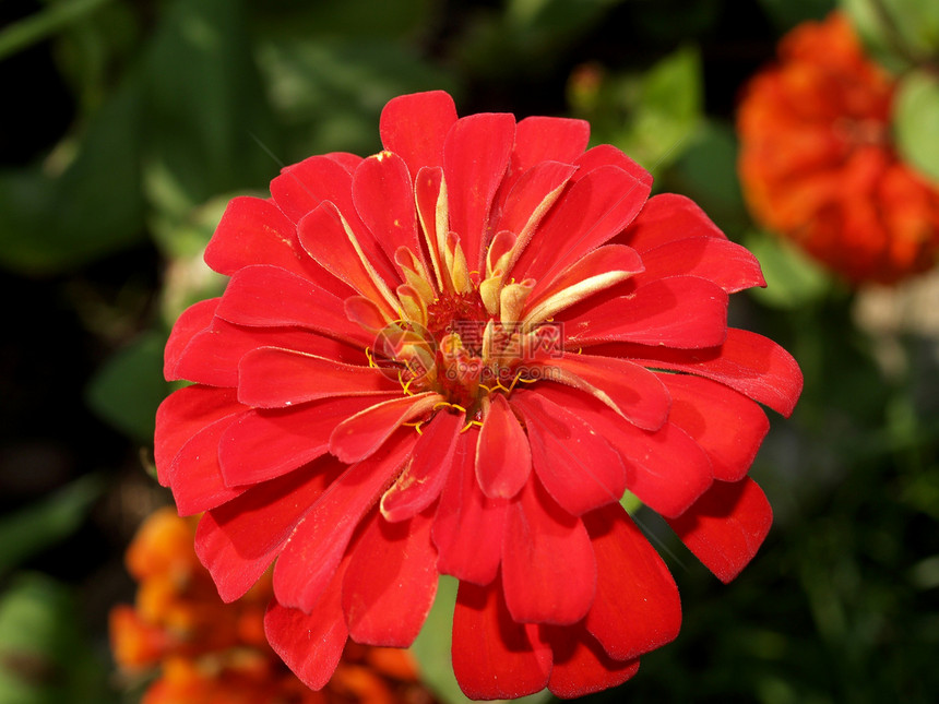 选择各种彩色花朵的自然性质百合团体宏观菊花花瓣植物玫瑰牵牛花兰花收藏图片