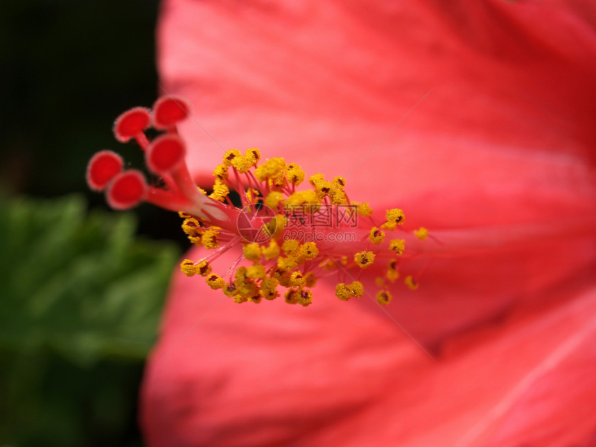 选择各种彩色花朵的自然性质百合玫瑰收藏团体大丽花植物学紫色橙子鸢尾花雏菊图片