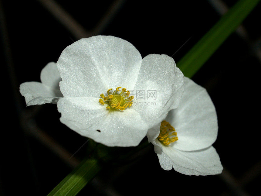 选择各种彩色花朵的自然性质大丽花鸢尾花雏菊植物兰花团体宏观宇宙收藏花瓣图片