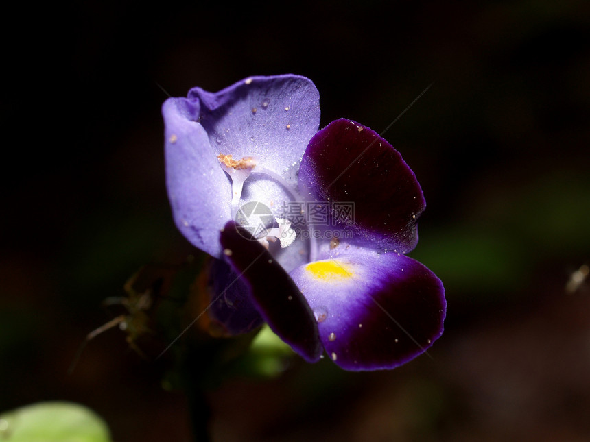 选择各种彩色花朵的自然性质兰花花瓣宏观植物橙子雏菊紫色百合牵牛花玫瑰图片