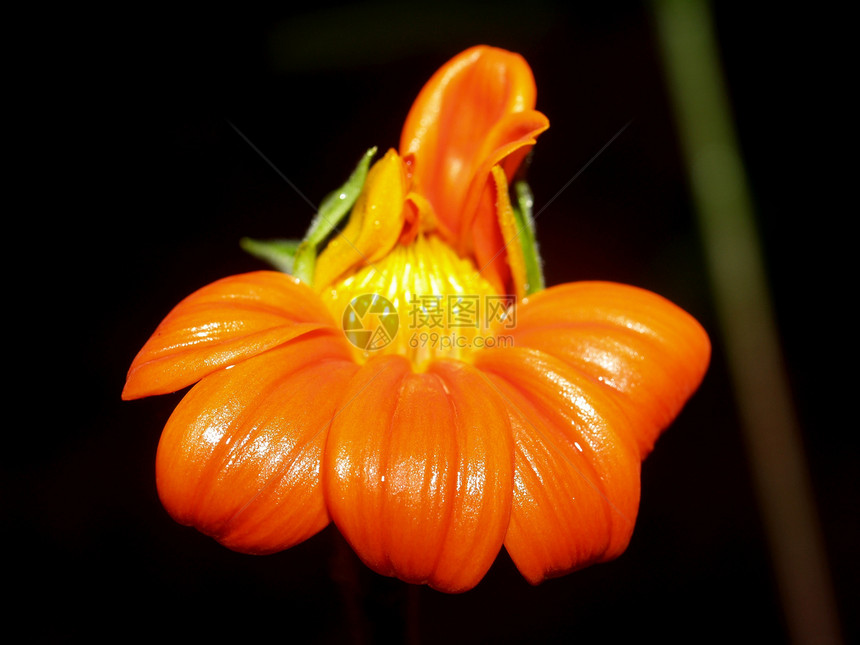 选择各种彩色花朵的自然性质大丽花植物花瓣紫色菊花橙子宏观收藏雏菊团体图片