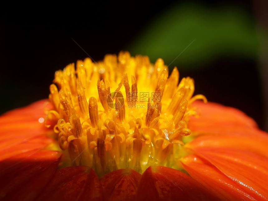 选择各种彩色花朵的自然性质花瓣橙子鸢尾花收藏菊花牵牛花兰花宏观百合团体图片