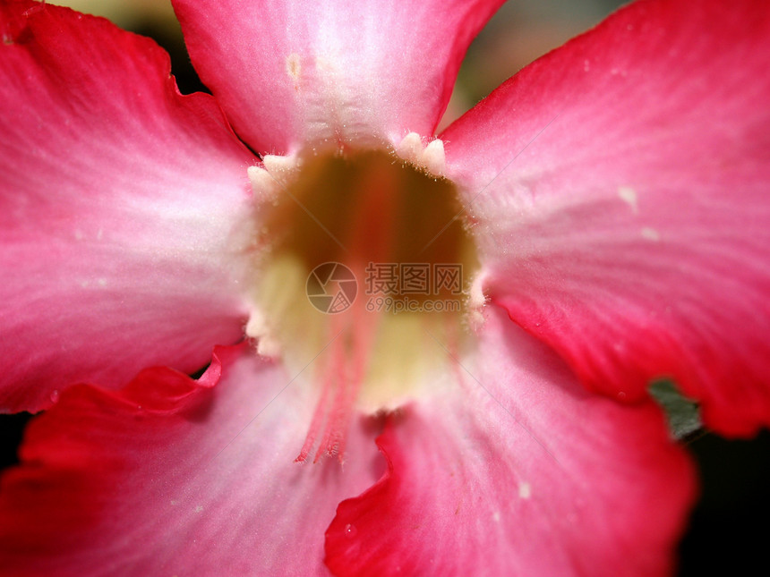 选择各种彩色花朵的自然性质鸢尾花牵牛花兰花花瓣宏观百合植物宇宙植物学团体图片