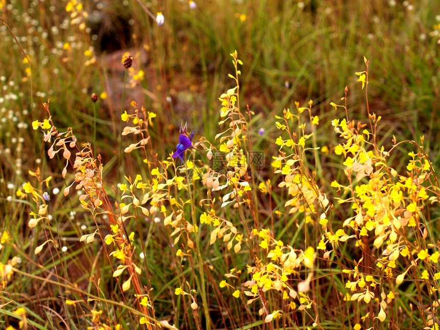 选择各种彩色花朵的自然性质菊花团体植物学雏菊收藏牵牛花兰花玫瑰大丽花橙子图片