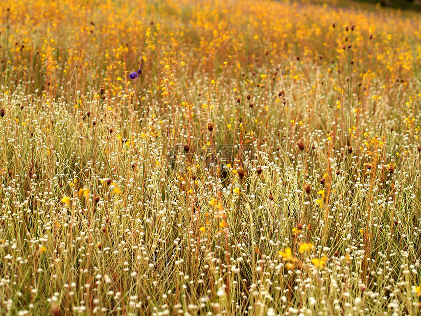 选择各种彩色花朵的自然性质菊花鸢尾花植物雏菊玫瑰宏观团体花瓣植物学收藏图片