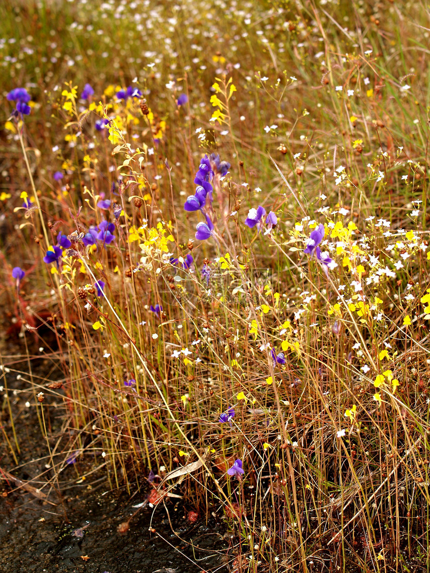 选择各种彩色花朵的自然性质花瓣橙子菊花宇宙百合玫瑰植物牵牛花植物学收藏图片