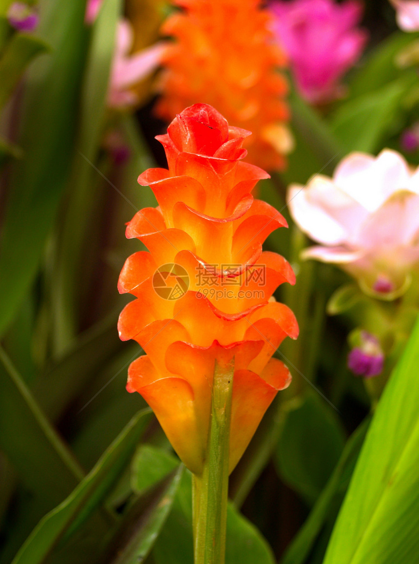选择各种彩色花朵的自然性质雏菊植物学鸢尾花收藏宏观植物大丽花宇宙橙子百合图片