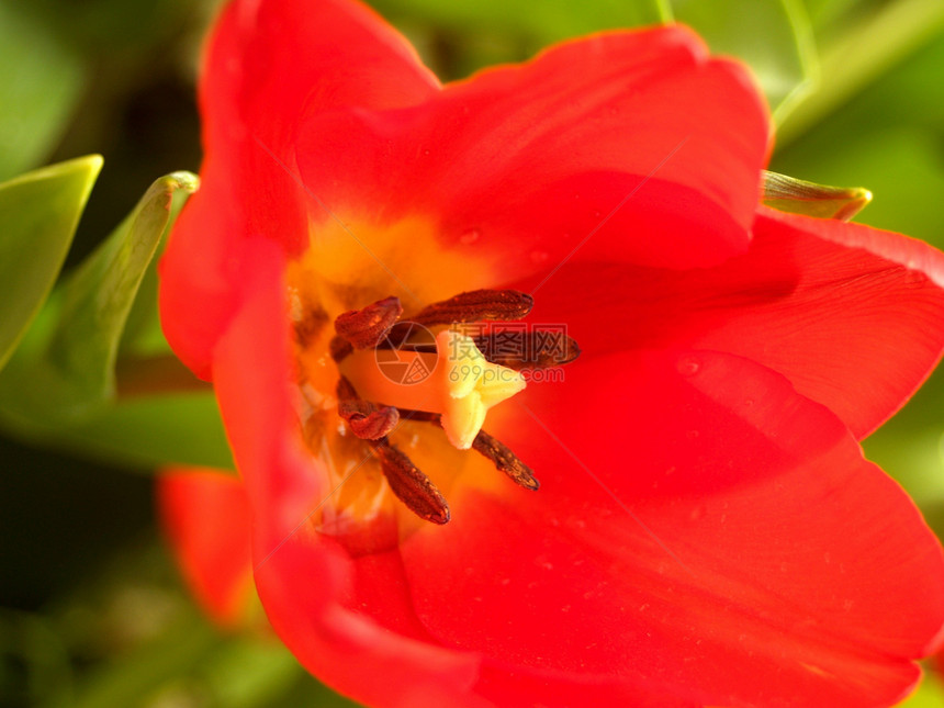 选择各种彩色花朵的自然性质牵牛花菊花鸢尾花紫色大丽花玫瑰收藏植物学兰花团体图片