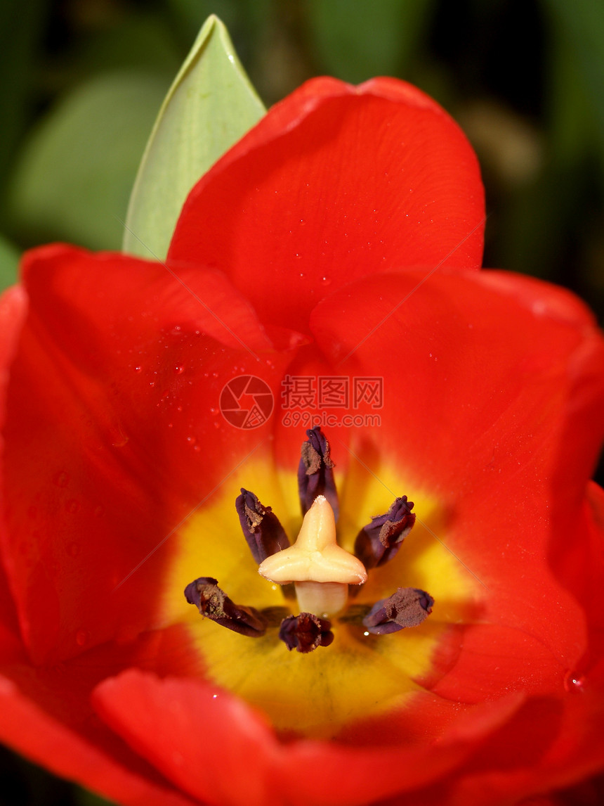 选择各种彩色花朵的自然性质雏菊玫瑰宏观百合植物橙子收藏团体菊花兰花图片