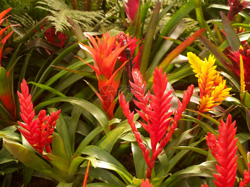选择各种彩色花朵的自然性质宇宙百合兰花鸢尾花大丽花植物学花瓣雏菊宏观团体图片