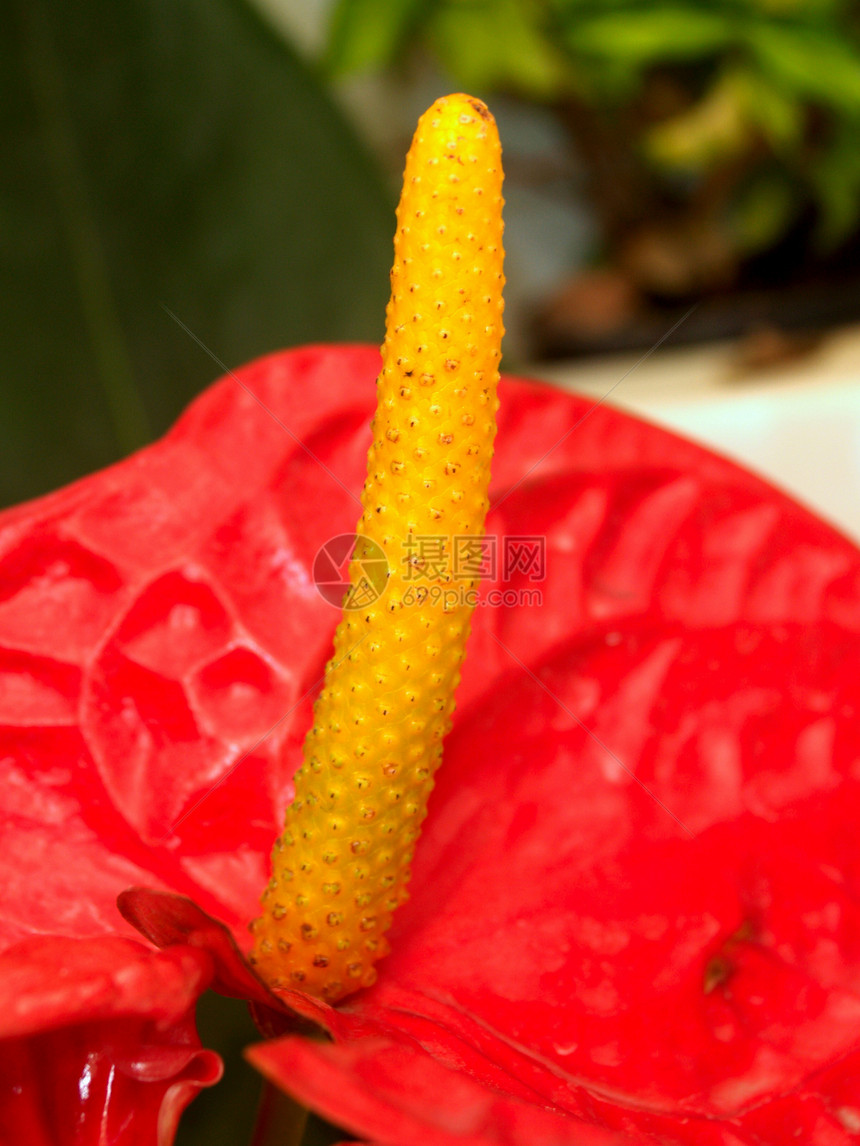 选择各种彩色花朵的自然性质花瓣玫瑰鸢尾花菊花宏观橙子植物百合团体牵牛花图片