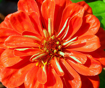 植物性质选择各种彩色花朵的自然性质宏观花瓣菊花玫瑰大丽花兰花雏菊宇宙橙子植物背景