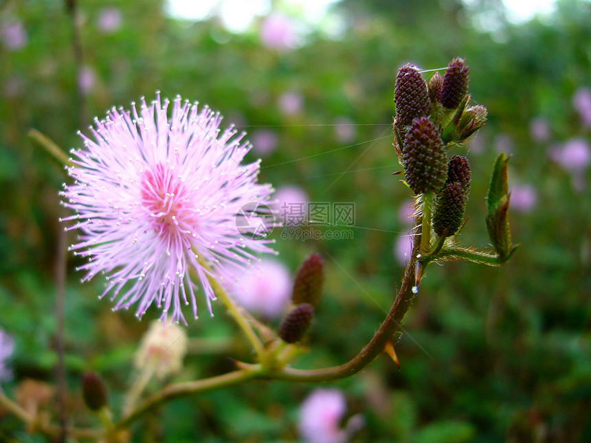 选择各种彩色花朵的自然性质团体牵牛花兰花雏菊百合植物学紫色花瓣宇宙收藏图片