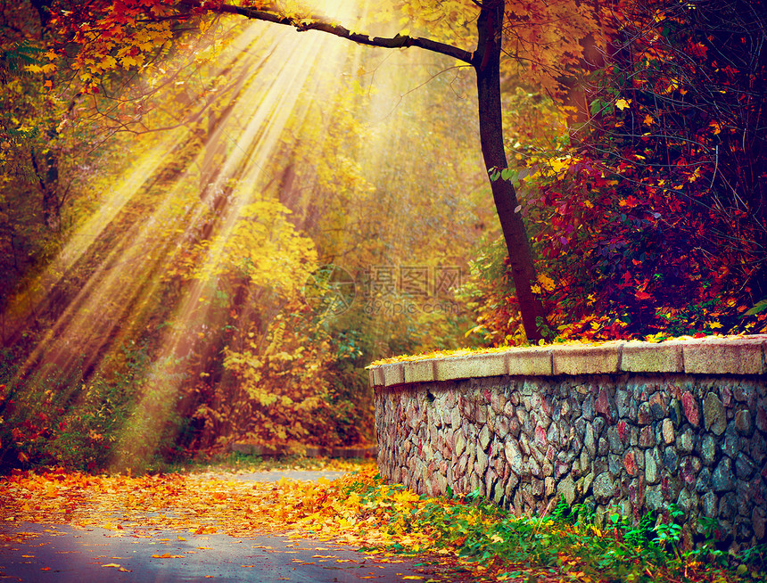 落下 秋季公园 秋天的树木在阳光下图片