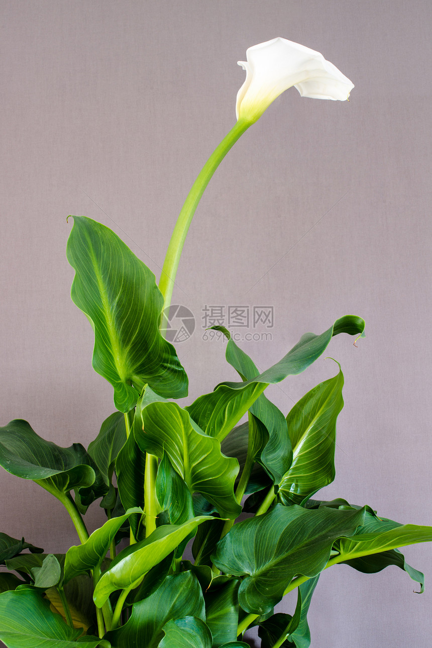 白卡拉莉莉植物学花束百合植物花瓣礼物展示曲线叶子植物群图片