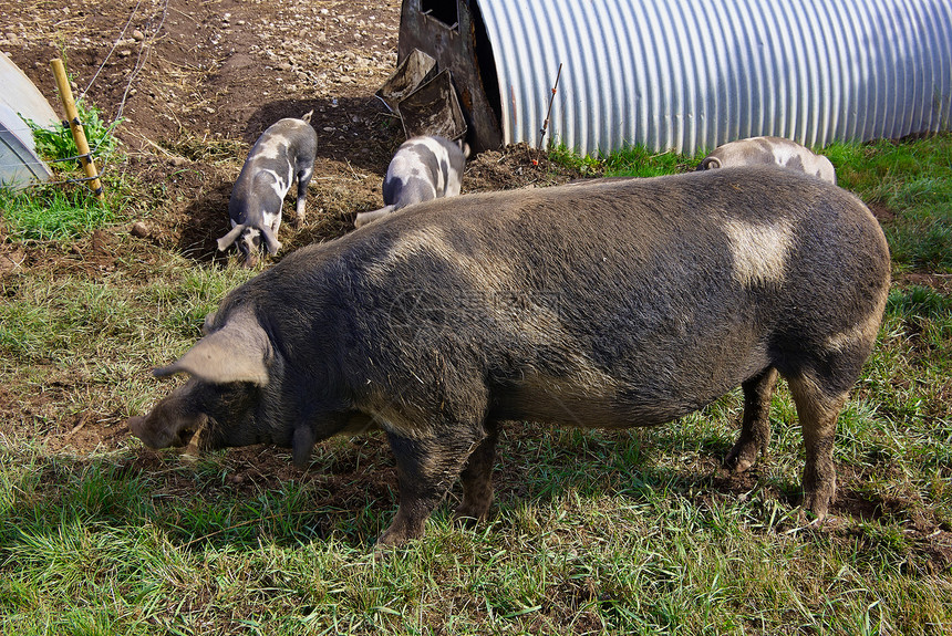 免费牧场猪肉放牧农业家畜农场乡村生物猪舍生活方式动物农村哺乳动物图片