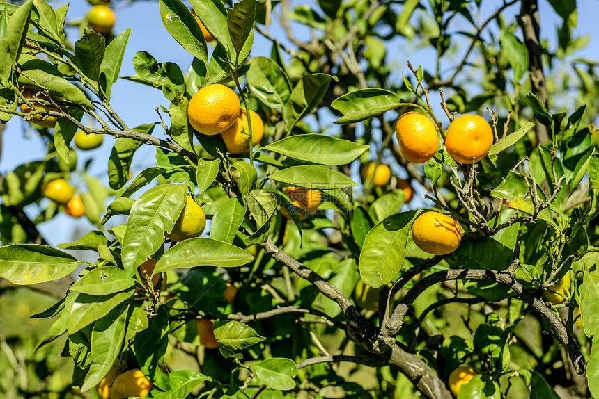 普通日语橙健康饮食植物热带属性季节水果物体水平橙子叶子图片