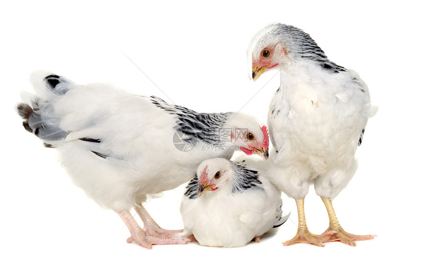 年轻母鸡生物小鸡公鸡鸟类家畜动物朋友流感生长白色图片