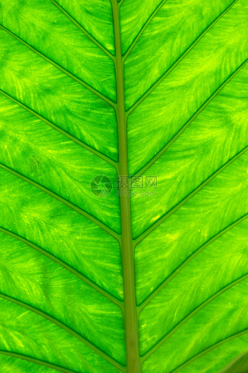 树叶纹理宏观活力静脉植物群叶子植物学生活绿色生长黄色图片