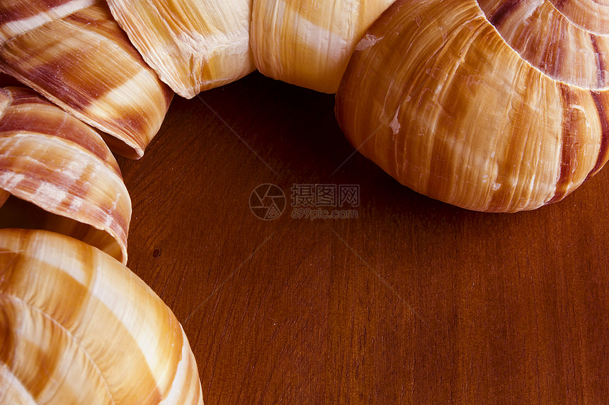 Snail 贝壳贝类黄色宏观蜗牛生活鼻涕虫灰色动物棕色日落图片