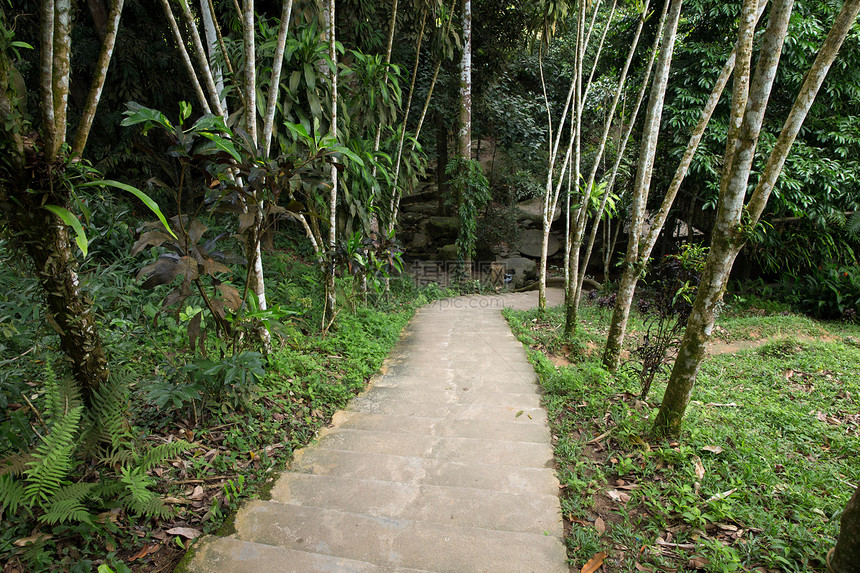 花园石路小路后院院子植物学花园装饰叶子途径车道草地图片