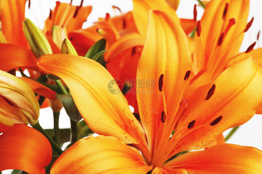 橙丽花束黄色礼物宏观百合美丽花瓣白色植物图片