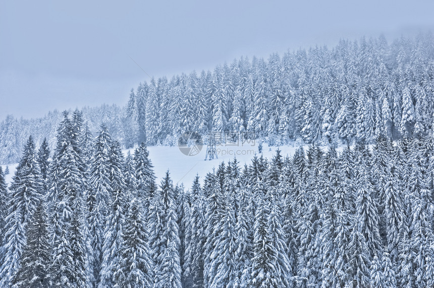 森林中树林的冬季风景图片